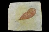 Fossil Leaf (Phyllites) - Montana #143775-1